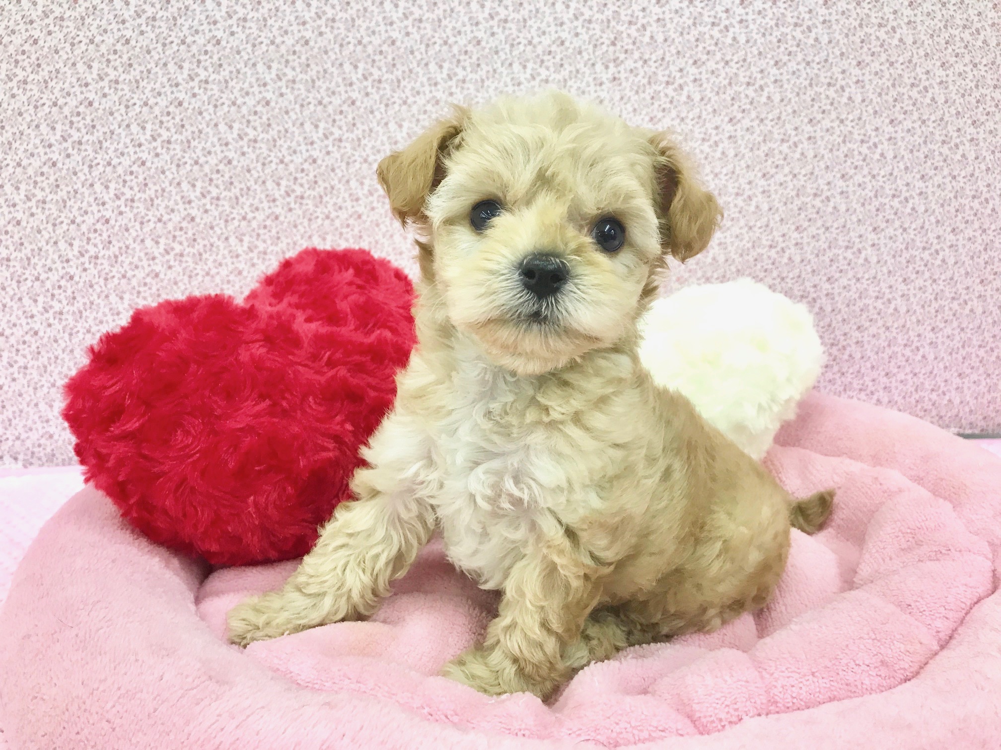 チワワ×トイ・プードル（MIX）】大人気MIXのワンコ！バニラ系